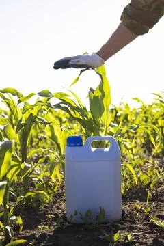 A canister on a background of corn, a worker in gloves shows the growth of the Stock Photos
