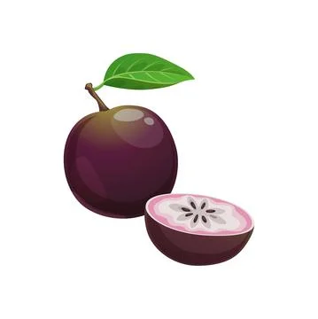 Canito caimito star apple fruit whole, cut fruit Stock Illustration
