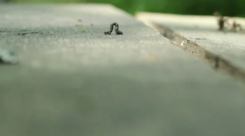 Cankerworm on Wood Stock Footage 46112059