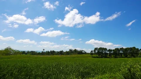 Canlaon Rice Paddies 02 (4K) Stock Footage 47213341