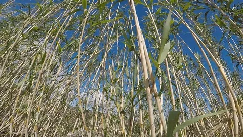 Canna (Arundo donax) Stock-Footage 106017579
