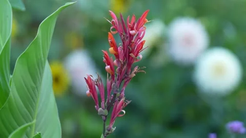 Canna coccinea Stock Footage 246877580