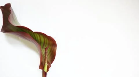 Canna discolor leaf with white background Stock Photos