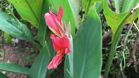 Canna flowers Stock-Footage 171564713