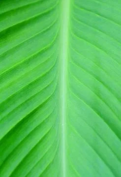 Canna leaf 스톡 사진