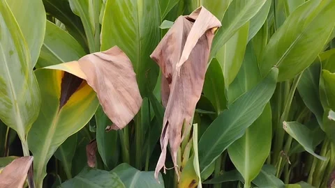 This canna leaf plant has started to dry out Stock Footage 228805580