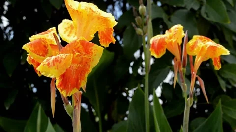 Canna lily in the field Video stock 229603625