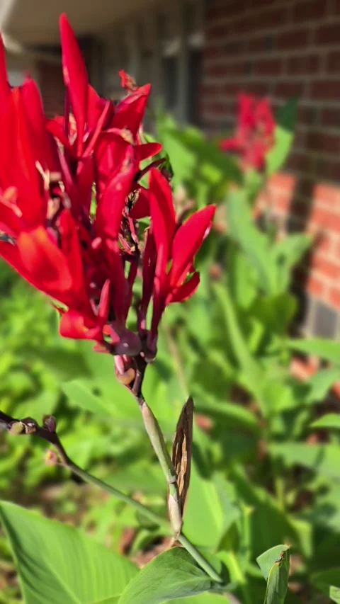 Canna Lily Stock Footage 341604143