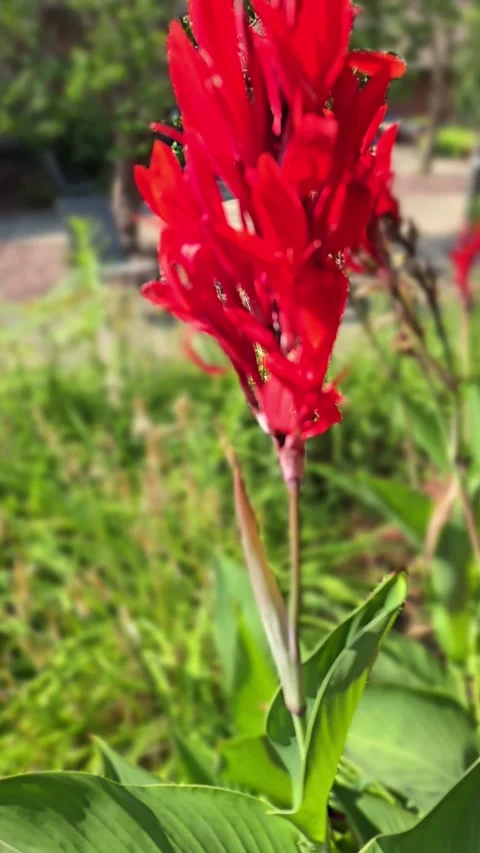 Canna Lily Stock Footage 341604148