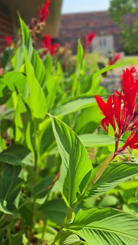 Canna Lily Stock Footage 341604149