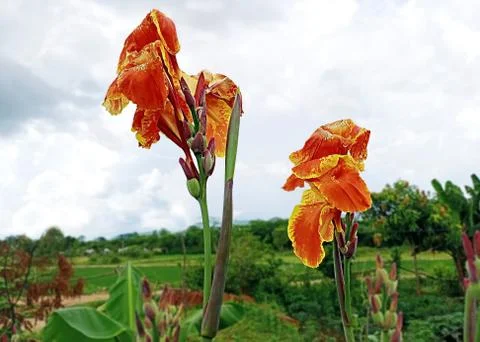 CANNA LILY Stock Photos