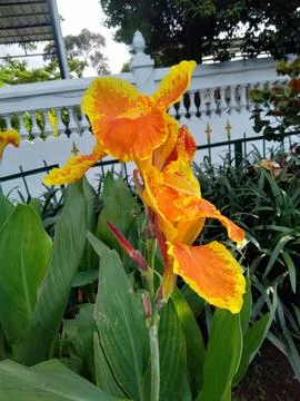Canna lily Stock Photos