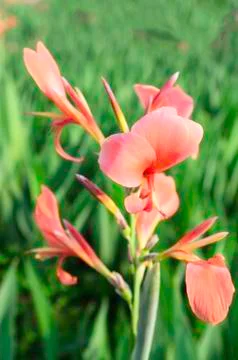 Canna Foto stock