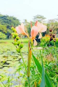 Canna Foto stock