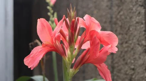 Canna Stock Photos