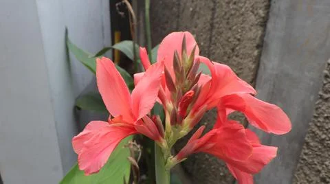 Canna Stock Photos