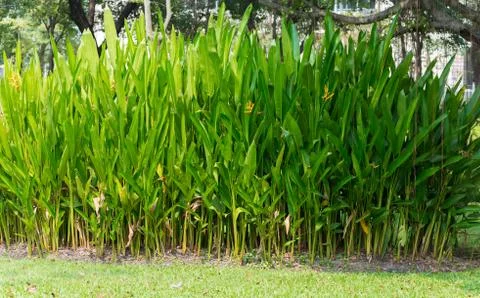 Canna tree closeup Stock Photos