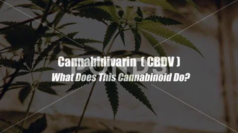 Cannabidivarin (CBDV). What Does This Cannabinoid Do? Marijuana medical eleme Stock Photos