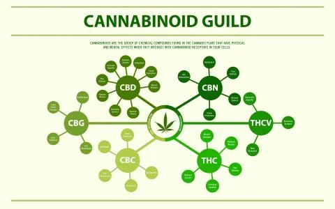 Cannabinoid guide horizontal infographic Stock Illustration