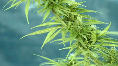 Cannabis 04 Video stock 151335172