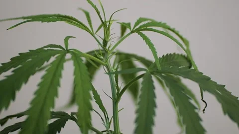Cannabis - 1 Stock Footage 139181342