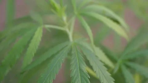 Cannabis - 2 Stock Footage 139181347