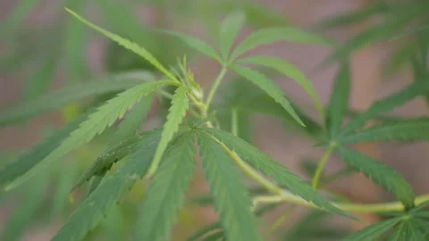 Cannabis - 3 Stock Footage 139181345