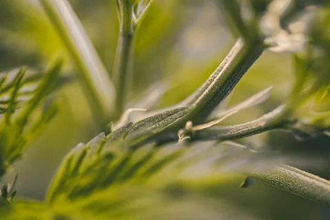 Cannabis anatomy in macro view, calyx, stigmas and trichomes. Foto stock