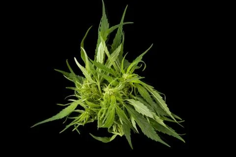 Cannabis background with copy space. Stock Photos