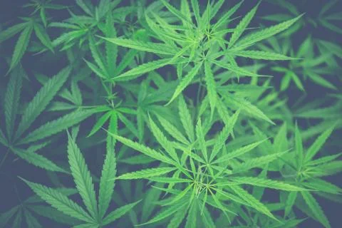 Cannabis background. Stock Photos