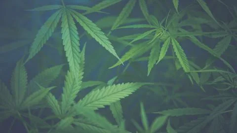 Cannabis background. Stock Photos