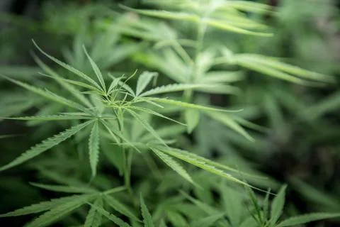 Cannabis background. Stock Photos
