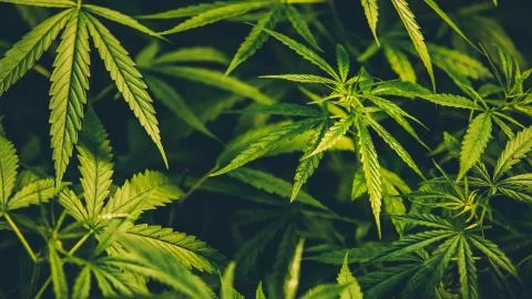 Cannabis background. Stock Photos