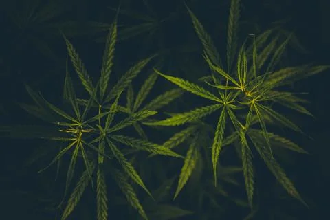 Cannabis background. Stock Photos