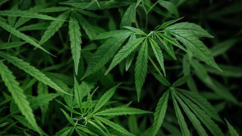 Cannabis background. Stock Photos