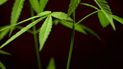 Cannabis on a Black background Video stock 104591104