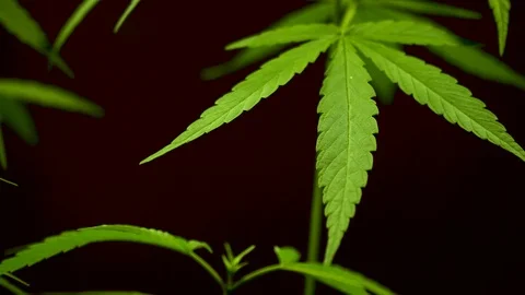 Cannabis on a Black background Stock Footage 104592114