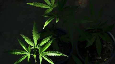 Cannabis on a Black background Video stock 104593400