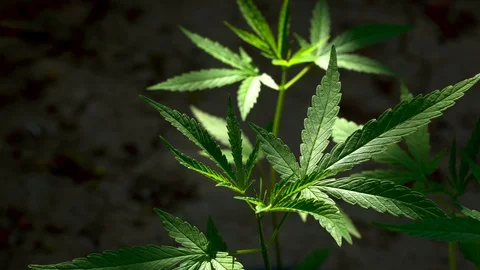 Cannabis on a Black background Stock Footage 104593638