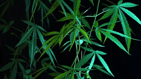 Cannabis on a Black background Stock Footage 105980865