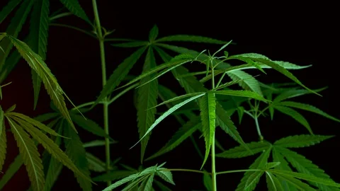 Cannabis on a Black background Stock Footage 105980901