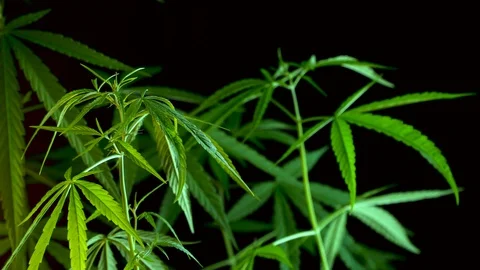 Cannabis on a Black background Stock Footage 105982096