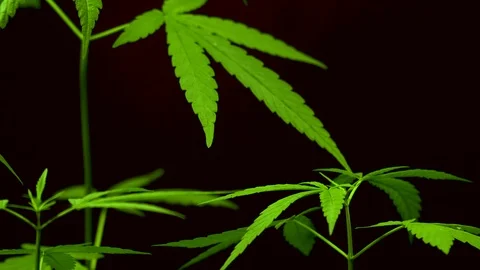 Cannabis on a Black background Stock Footage 105986040