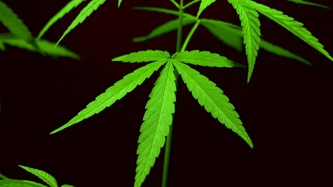 Cannabis on a Black background Stock Footage 105986230