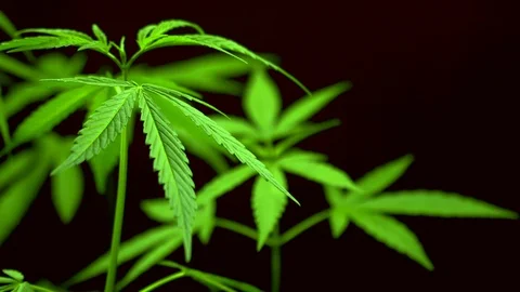 Cannabis on a Black background Stock Footage 105986963