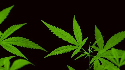 Cannabis on a Black background Stock Footage 105987174