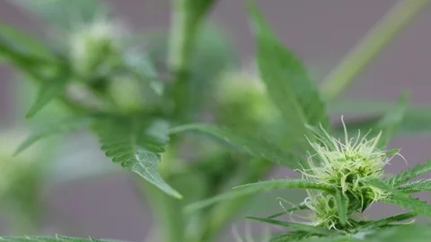 Cannabis Bloom Stock Footage 122288499