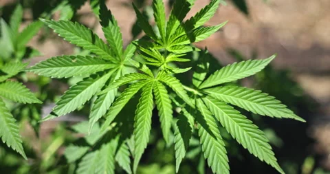 Cannabis blowing in the wind Stock Footage 239034874