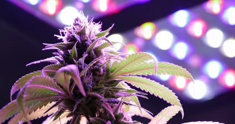 Cannabis Broll 001 Video stock 87523543