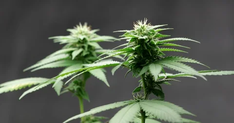 Cannabis Broll 002 Video stock 87526959